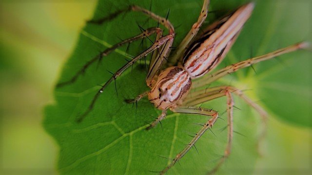 leaf spider 1.jfif