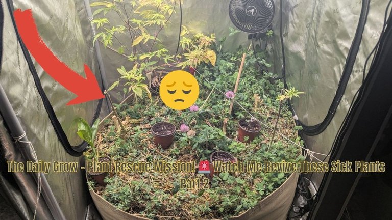 The Daily Grow - Plant Rescue Mission! 🚨 Watch Me Revive These Sick Plants Part 2.jpg