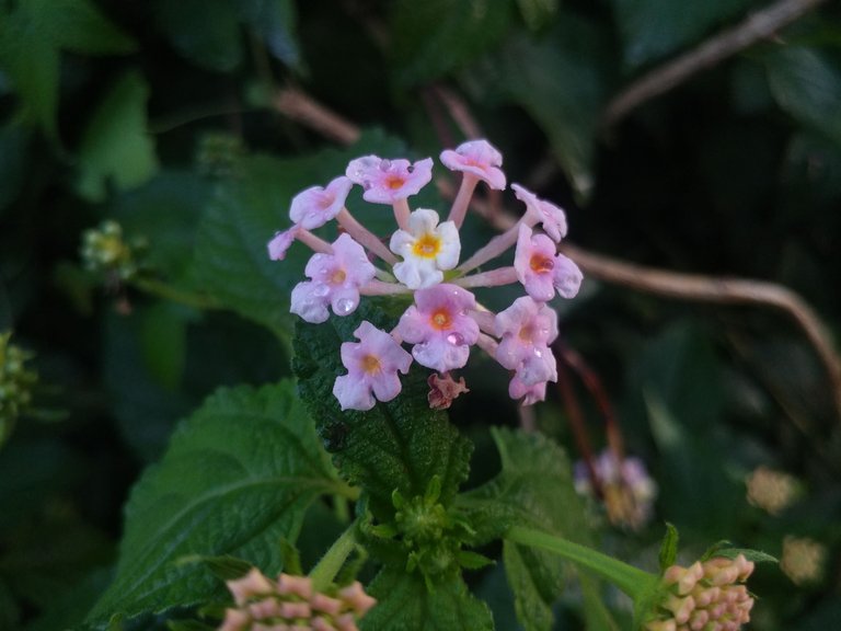 20180609_182852.jpg