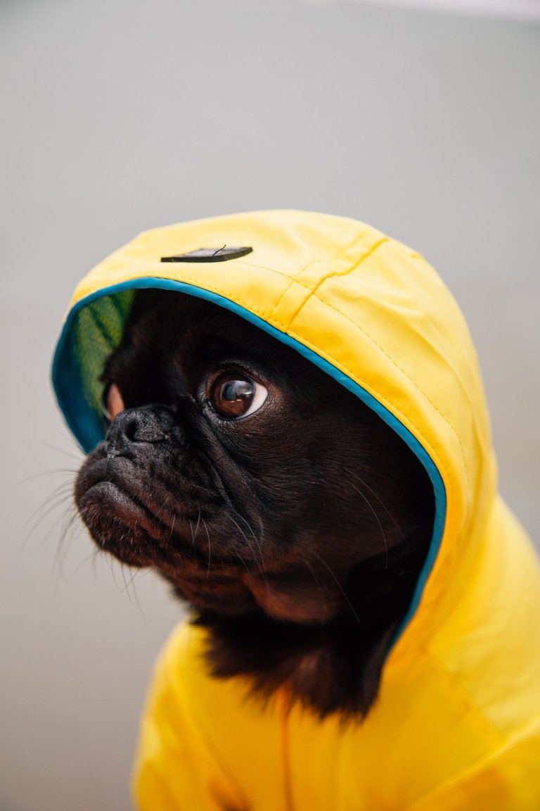 sad pug.jpg