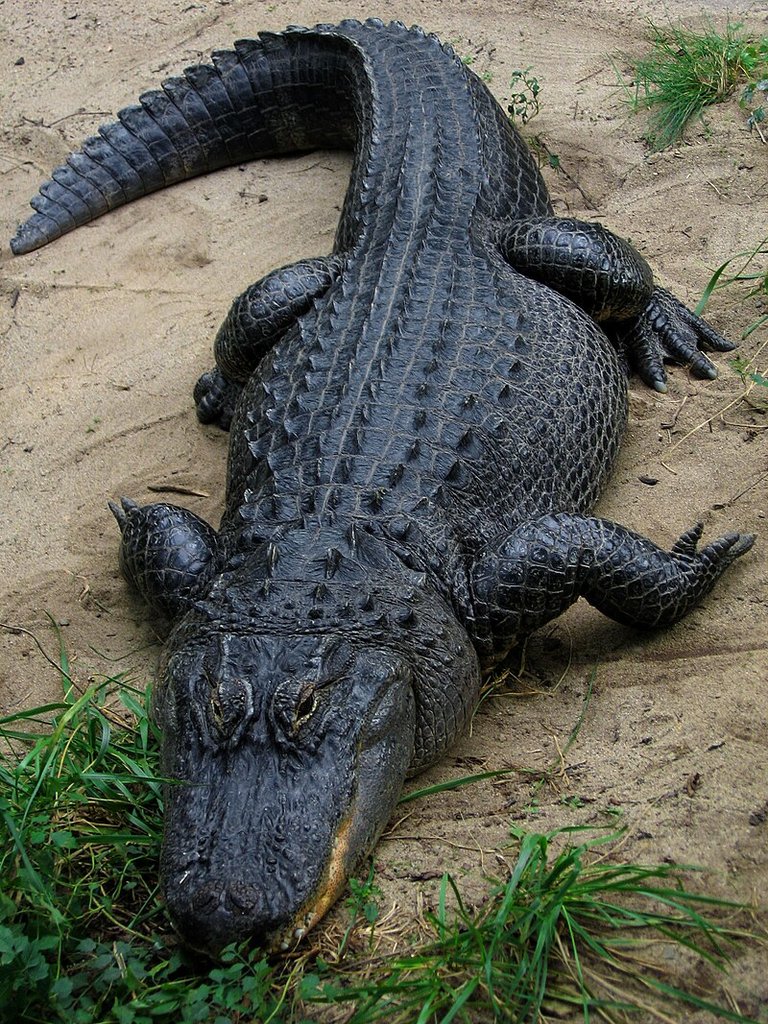 American_Alligator_Wikipedia.jpg