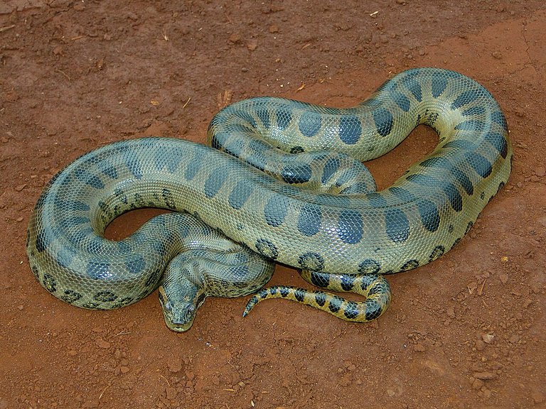 Green Ananconda_Wikipedia.jpg