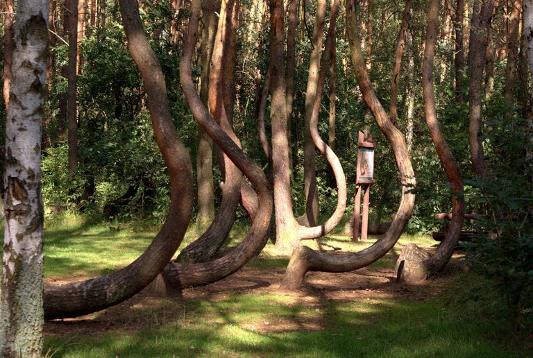 crooked-forest-641512.jpg