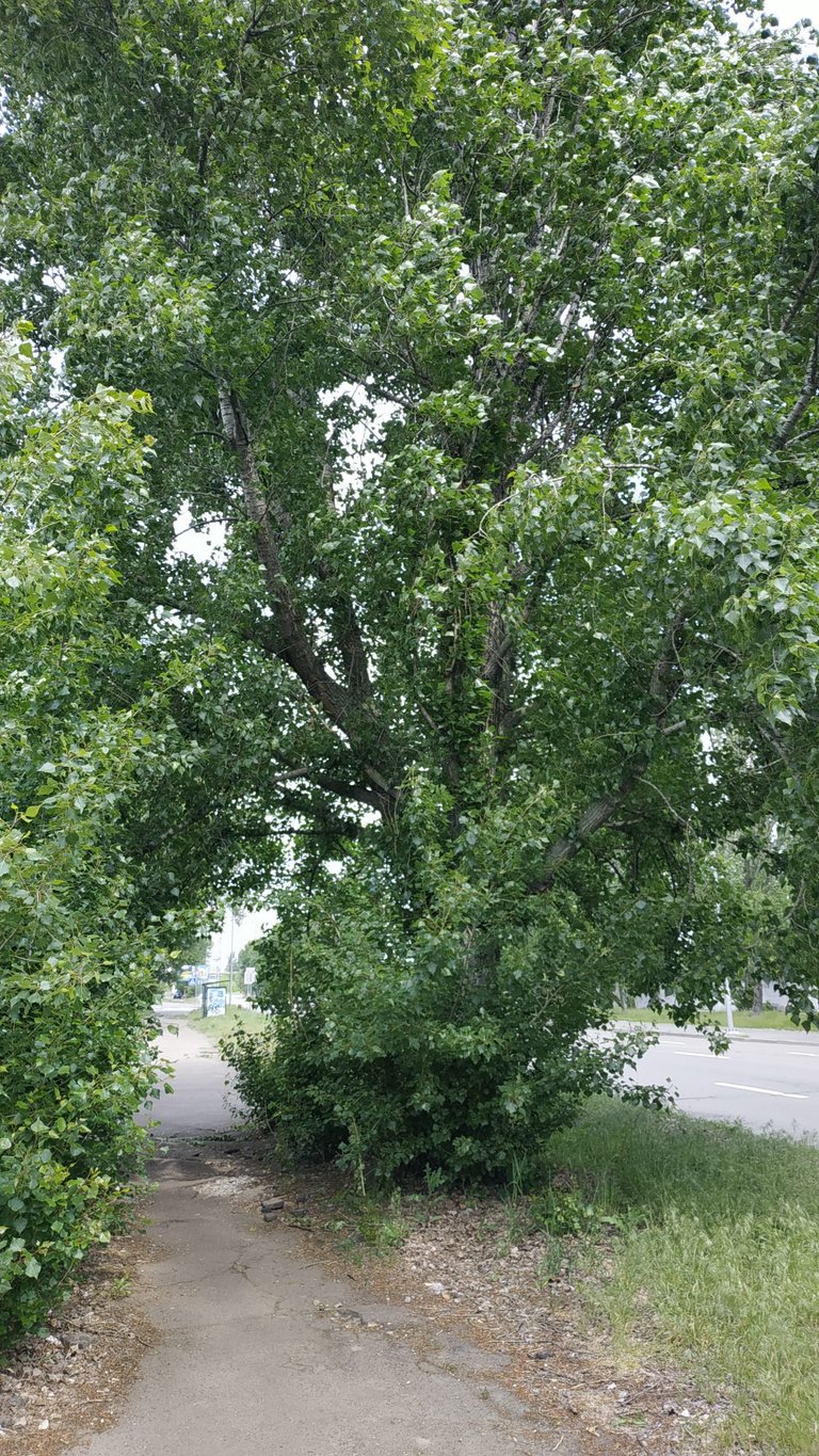 IMG_20250515_112730.jpg