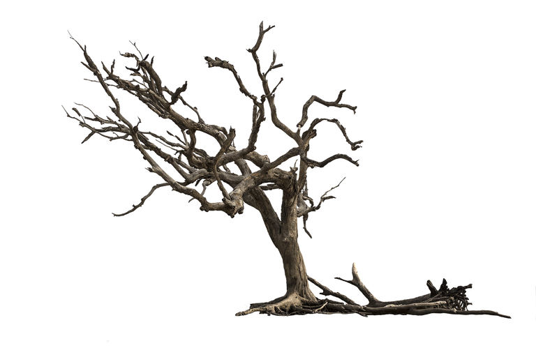 tree-3417631_1280.png