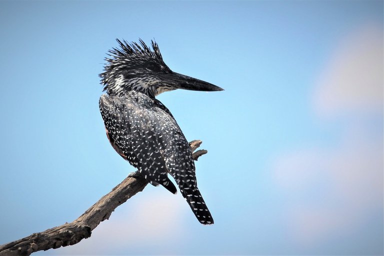 giant-kingfisher-4889367_1280.jpg