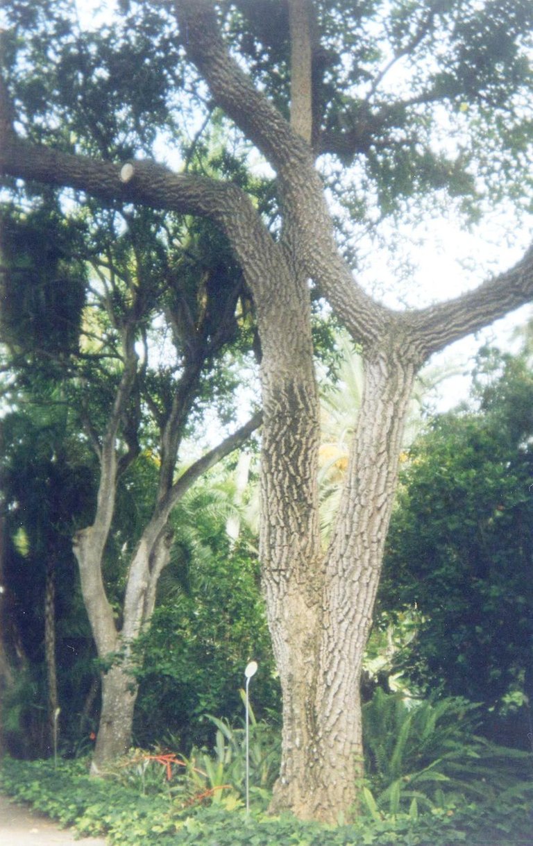 Puerto de La Cruz Jardín Botánico.jpg