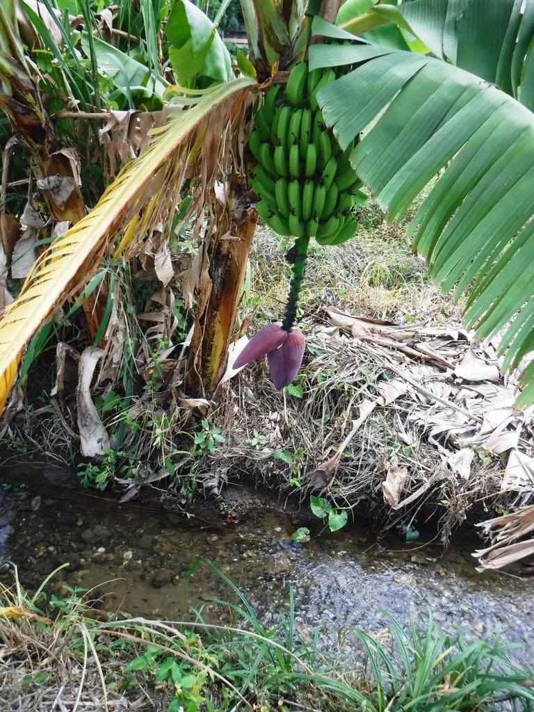 DSCF6700.jpg