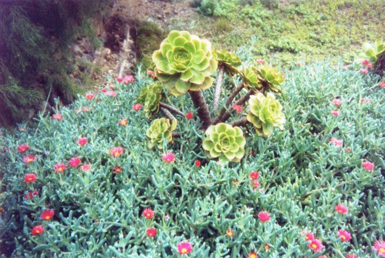 186 - Flora endémica - Jardín Canario - Parque Etnográfico de Güímar.jpg