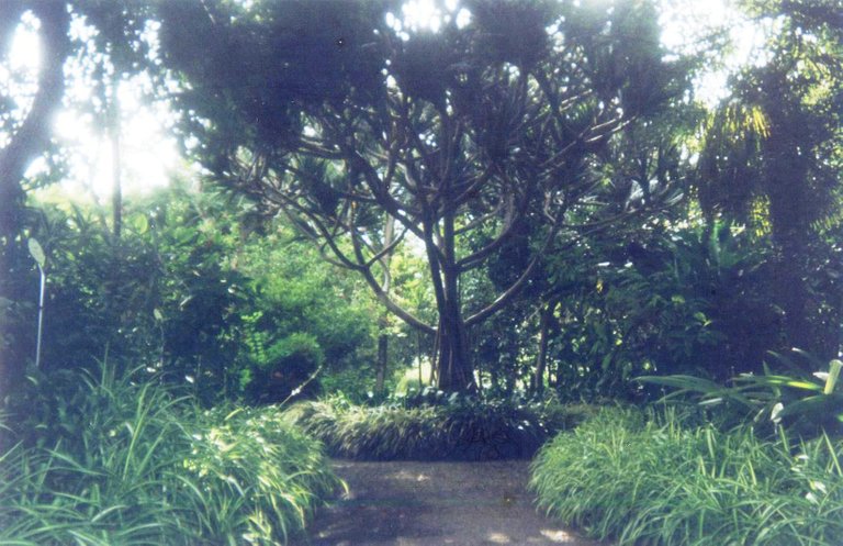 112 - Jardín Botánico - Puerto de la Cruz.jpg