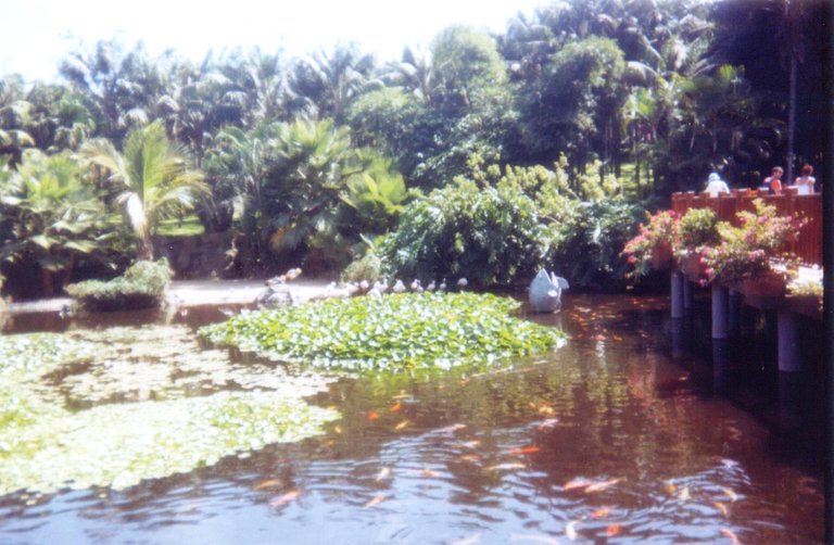 095 - Loro Parque - Puerto de la Cruz.jpg