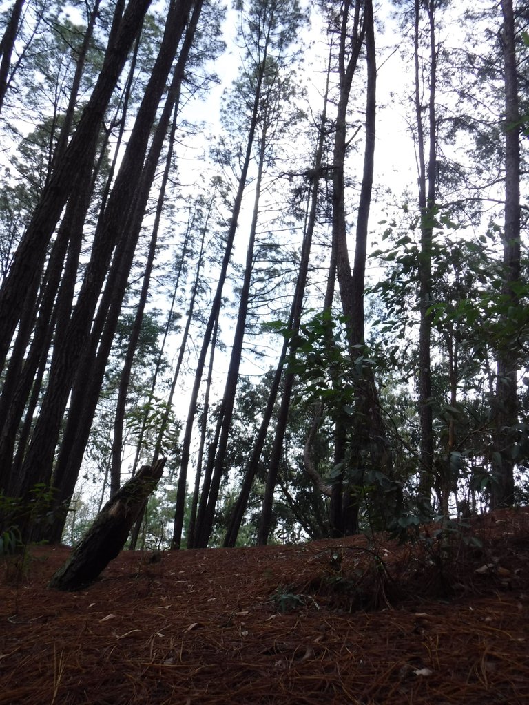 DSCF5475.jpg