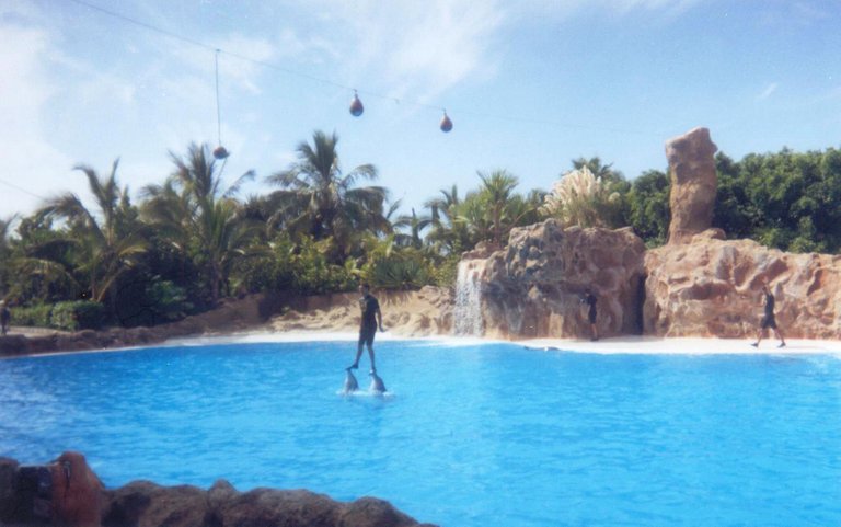 103 - Show de delfines - Loro Parque.jpg