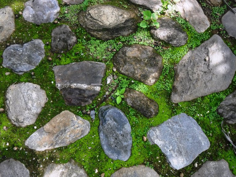DSCF6615.JPG