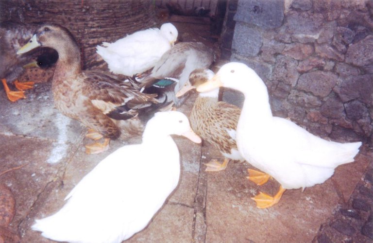 090 - La Laguna.jpg