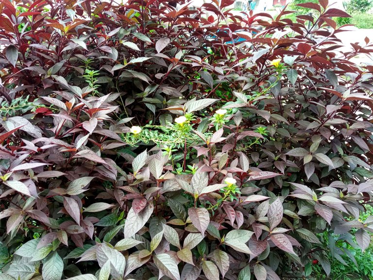 IMG_20250519_103515.jpg