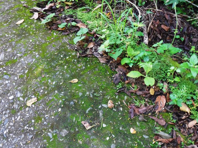 DSCF7171.JPG