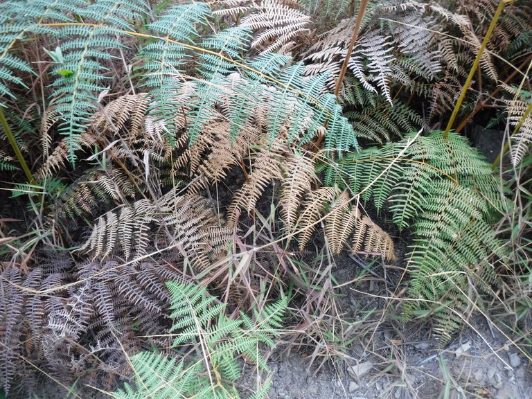 DSCF4931.JPG