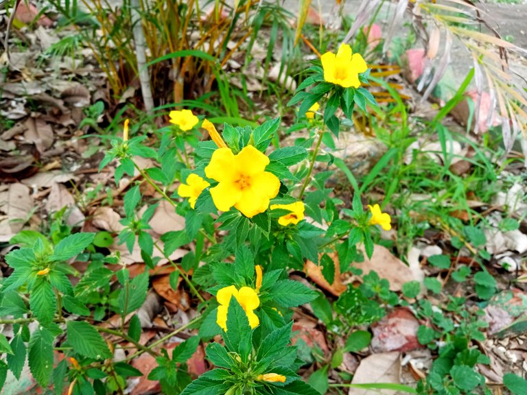 IMG_20250519_103319.jpg