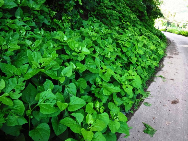 DSCF6583.JPG