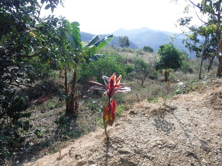DSCF8203.JPG