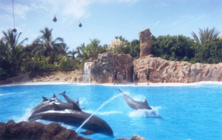 102 - Show de delfines - Loro Parque.jpg