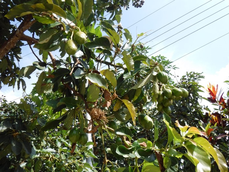 DSCF7935.JPG