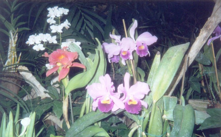 Loro Parque orquídeas.jpg