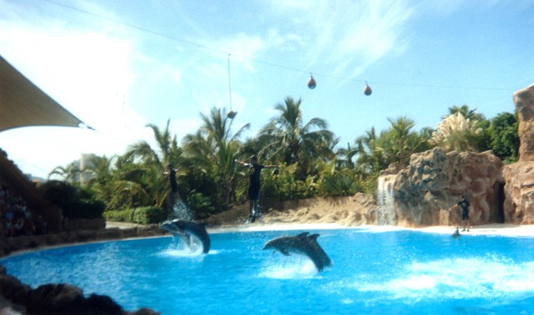 Delfines Loro Parque.jpg
