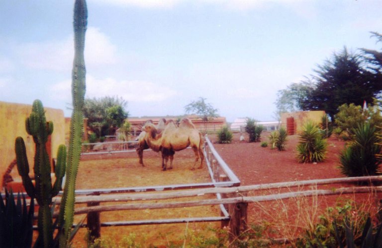 Camello Center Dromedarios.jpg