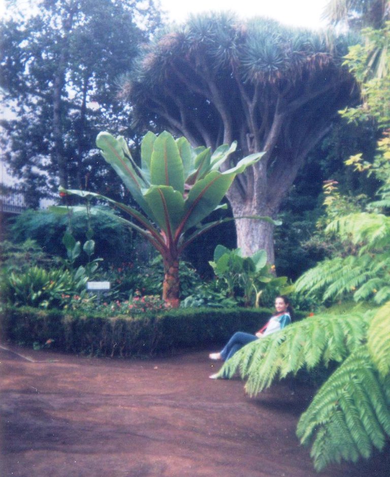 La Orotava Hijuela Jardín Botánico.jpg