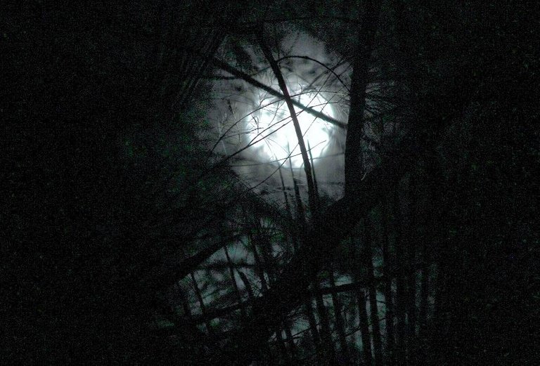 moon through the trees (2).jpg