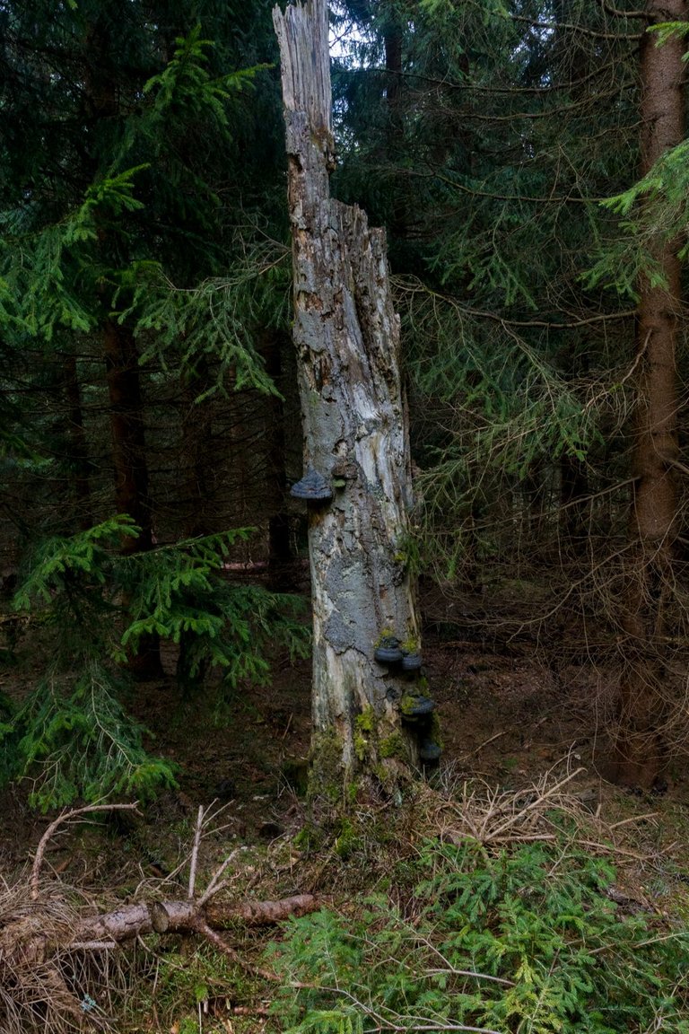 _M4A3384.jpg