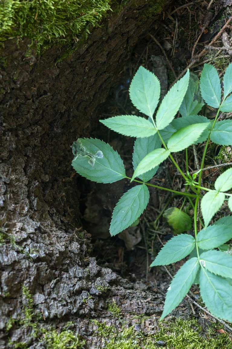 IL5A9885.jpg