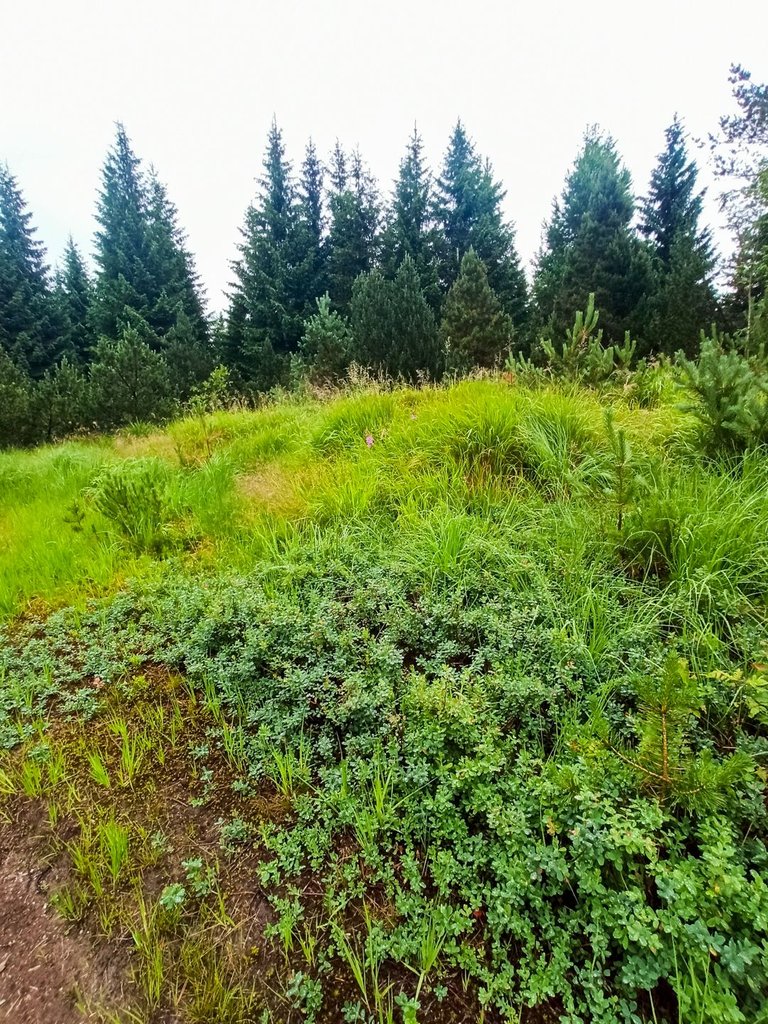 IMG_20220707_082645.jpg