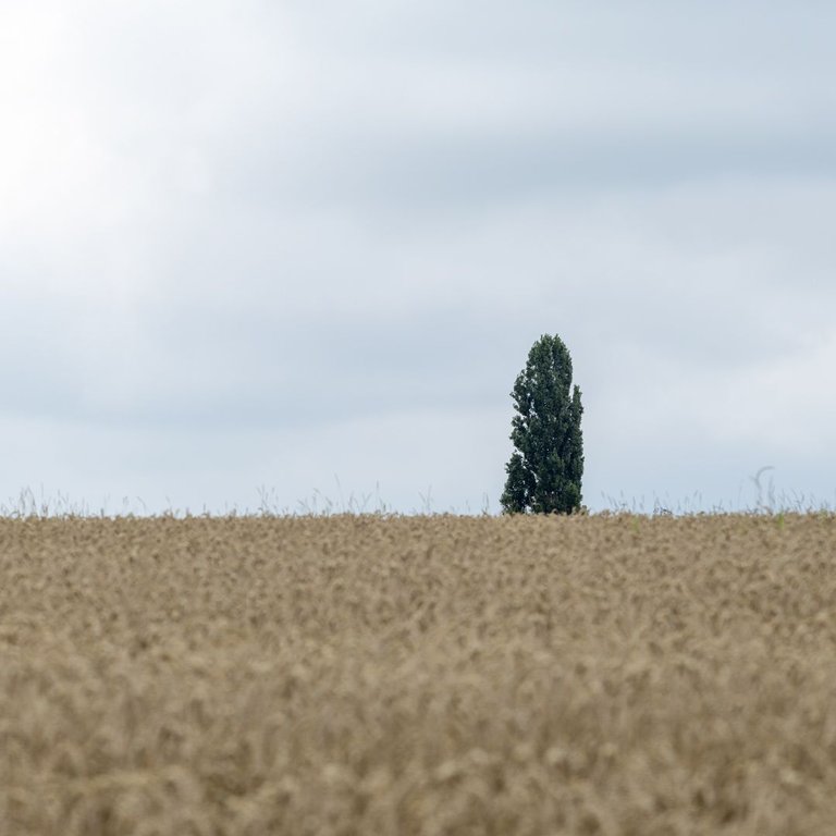 IL5A7696.jpg