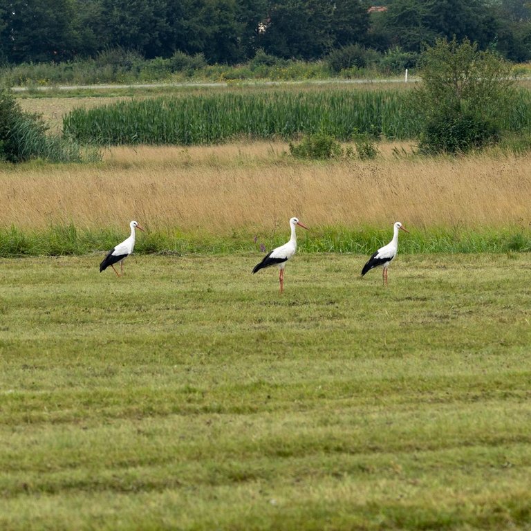 IL5A7683.jpg