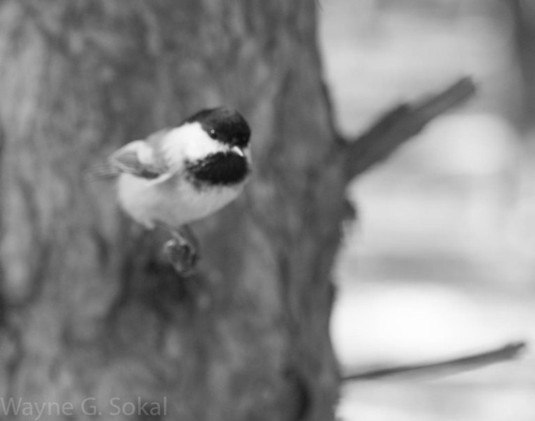 DSC_2884.jpg