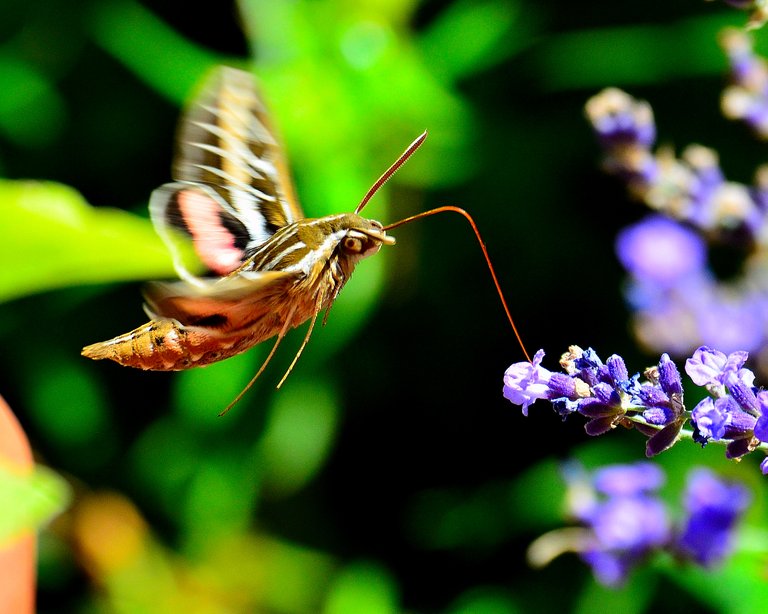 Hummingbird_Moth_9687769149.jpg