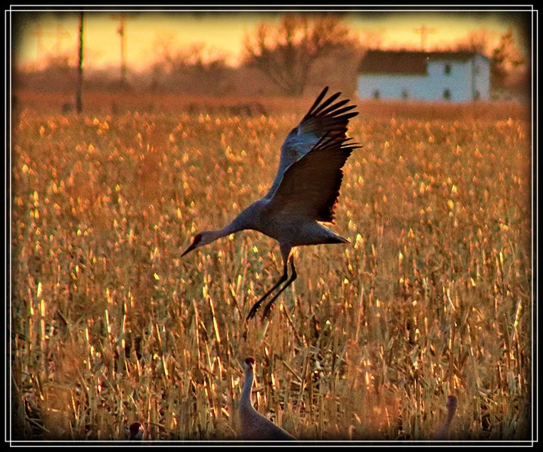 Cranes EditedcoverJPG.JPG