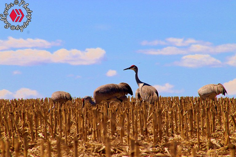 Cranes Edited(4).JPG