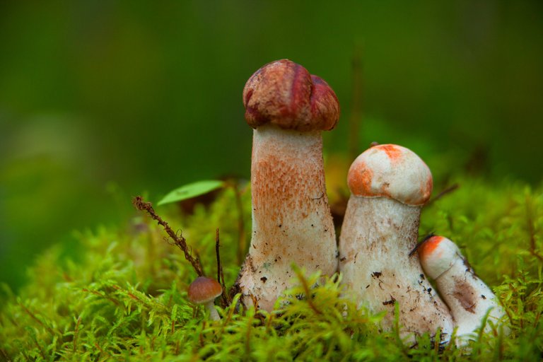mushroom (2).jpg
