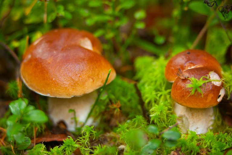 mushrooms (5).jpg