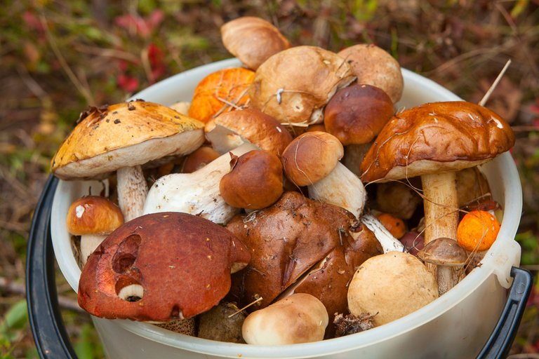 mushroom (7).jpg