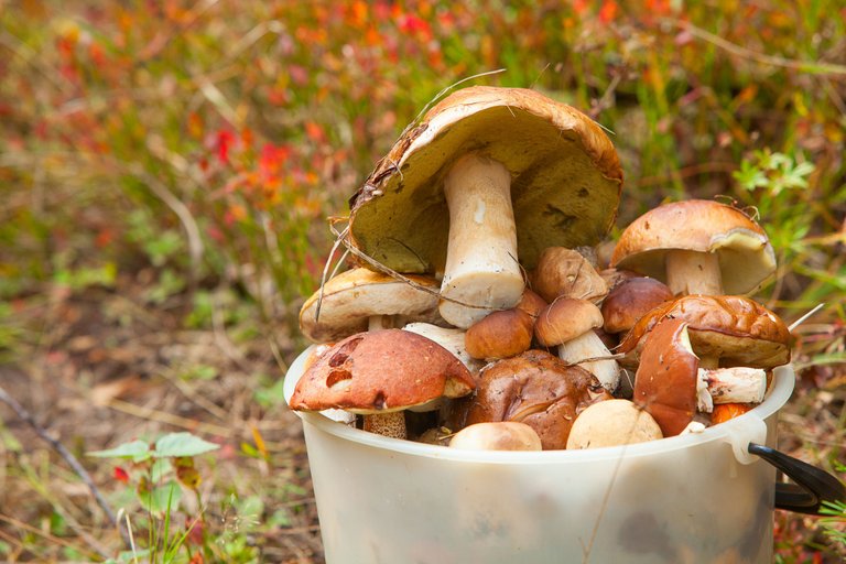 mushroom (1).jpg