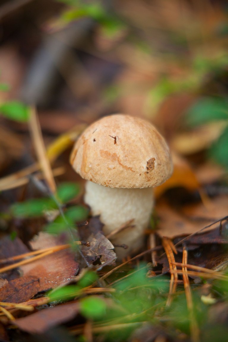 mushroom (5).jpg