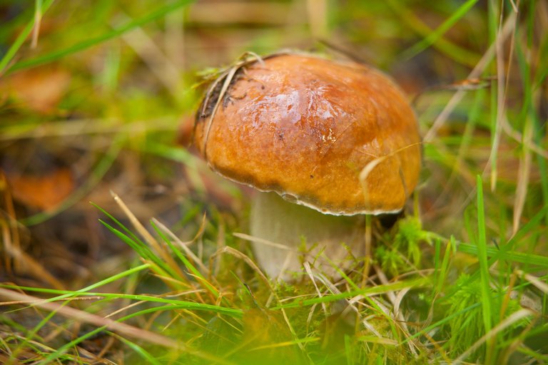 mushrooms (3).jpg