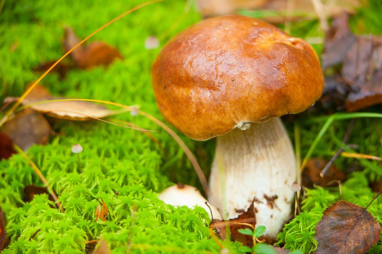mushrooms (4).jpg