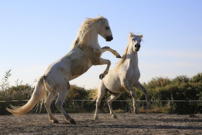 The magnificent duo 