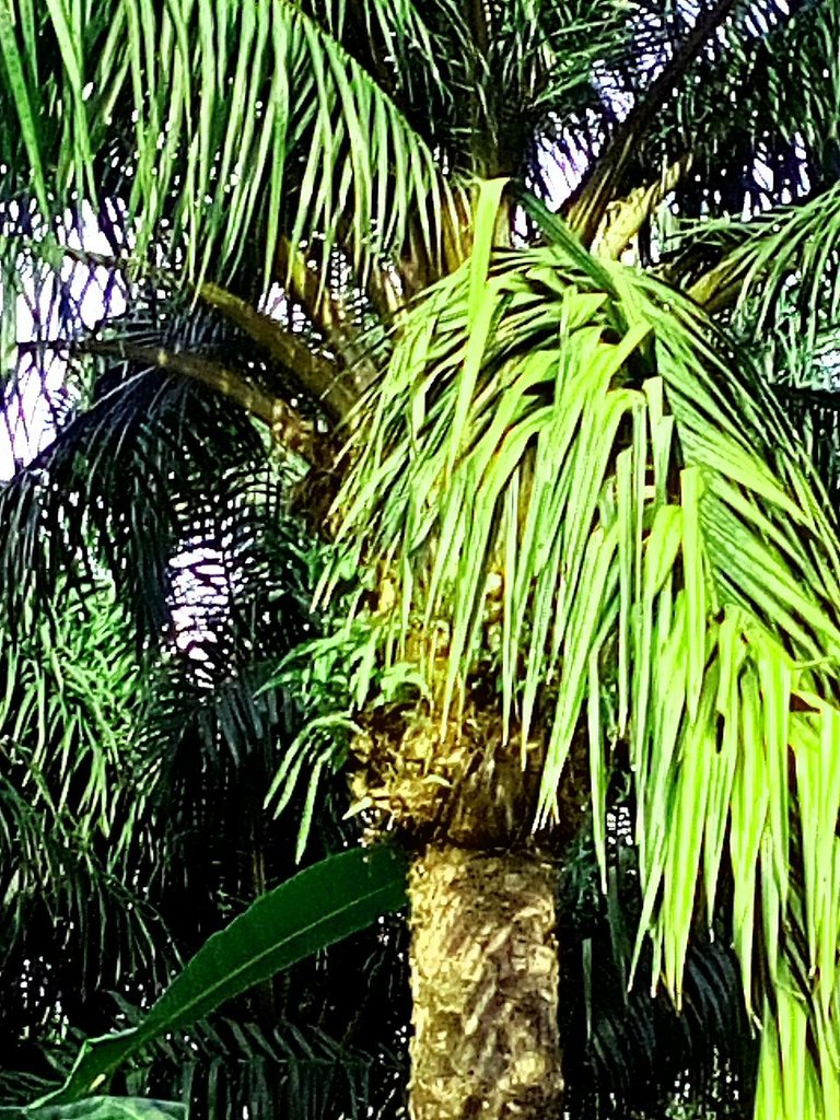 IMG_20250616_170812_539.jpg